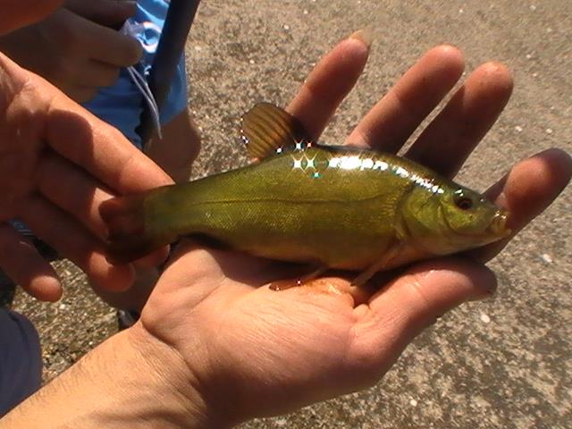 pe la olt mai exact baraj oltet  - uite linu 